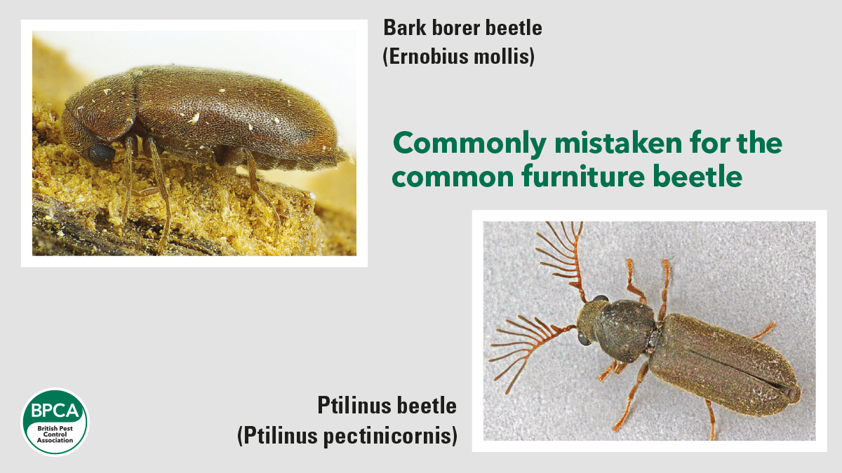 Commonly mistaken for the common furniture beetle BPCA